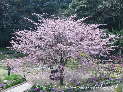 大寒桜