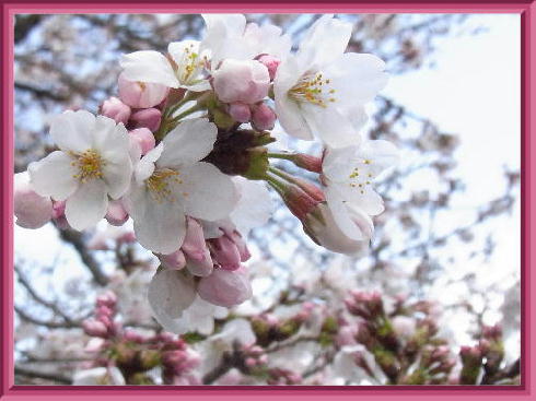 桜公園2019-3