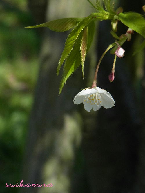 オオシマザクラ２