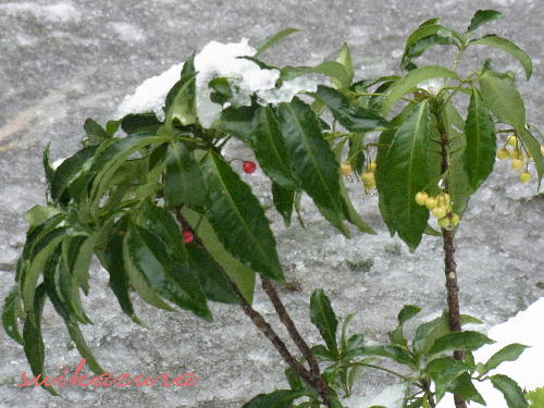 紅白マンリョウ