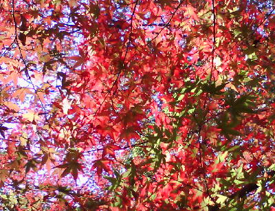 紅葉2