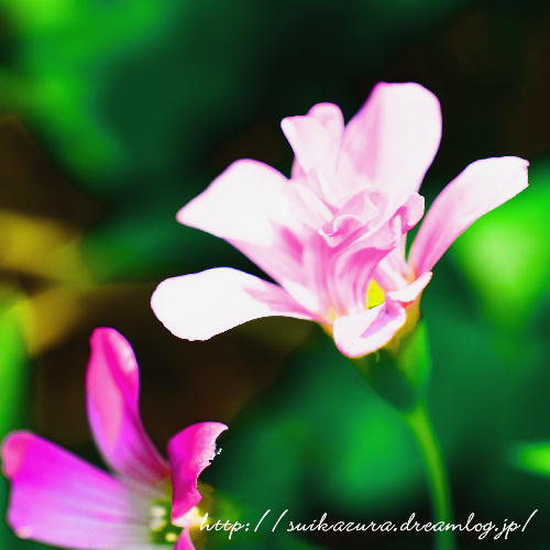 ムラサキカタバミ秋芳2017-2