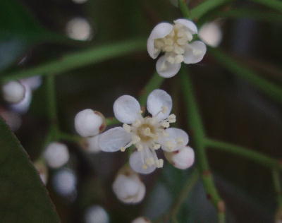 1f875f11.jpg