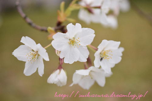 大島桜2