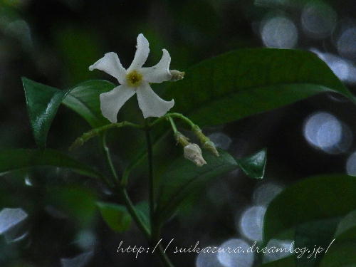 テイカカズラ３