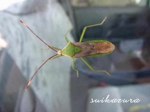 オオクモヘリカメムシ