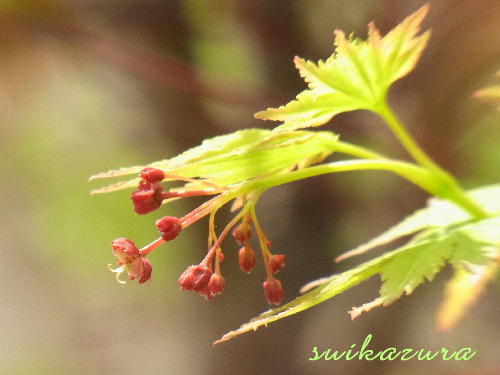 紅葉の花