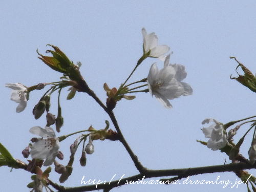 筑紫山桜