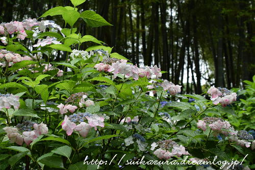 長府庭園紫陽花5