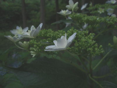 2a838f17.jpg