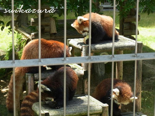 レッサーパンダ2