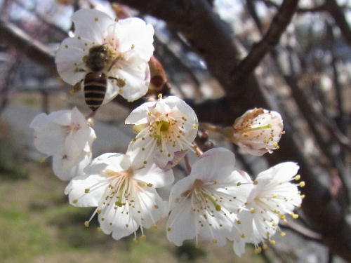 桜と蜂5