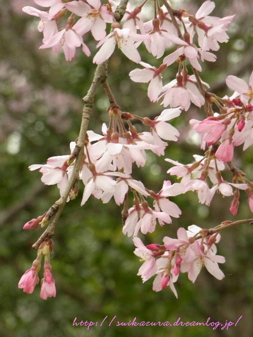 東行庵さくら２