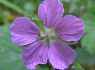 ゲンノショウコ2