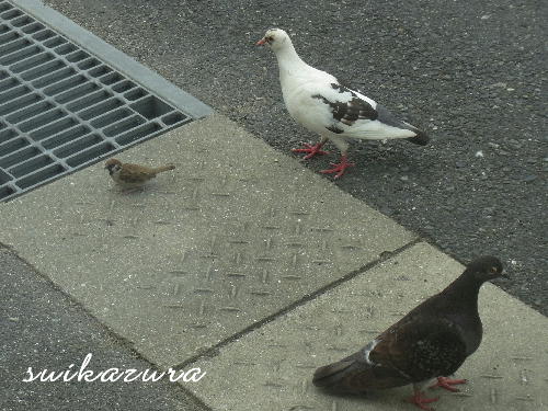 スズメ ハト