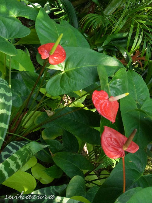 アンスリューム３