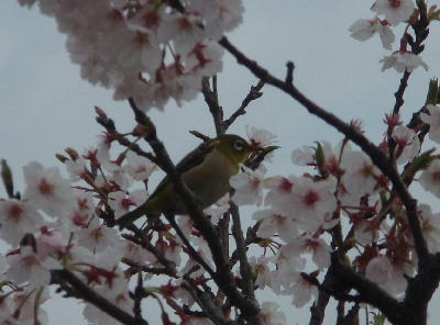 桜とメジロ