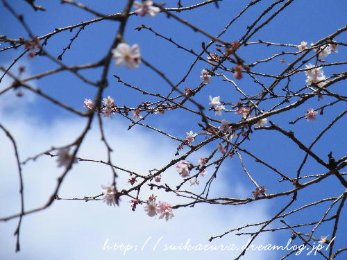 十月桜2