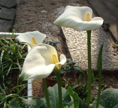 カラー2