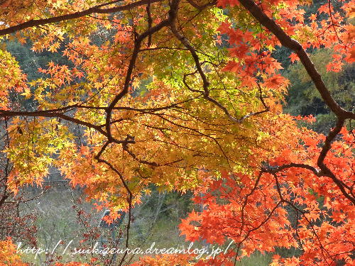 紅葉2017