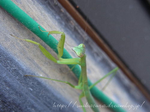 カマキリ