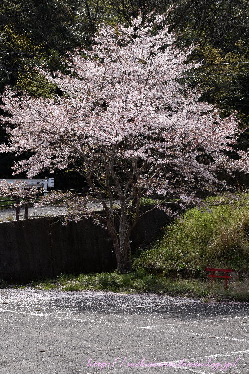 桜吹雪2017