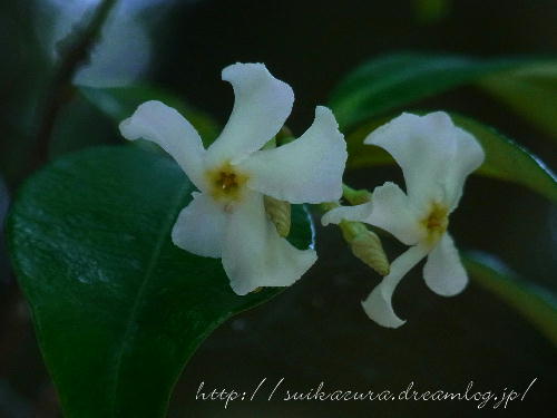 テイカカズラ２