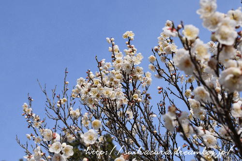 梅の花2017