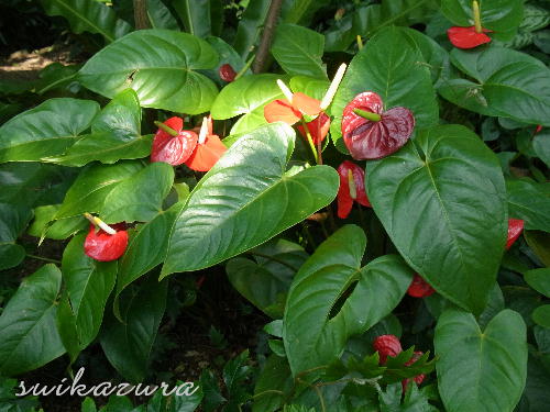 アンスリューム４