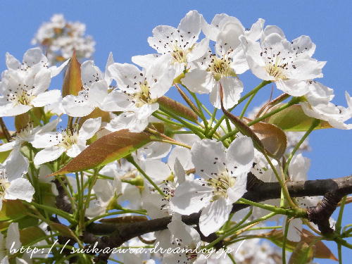 ナシの花2