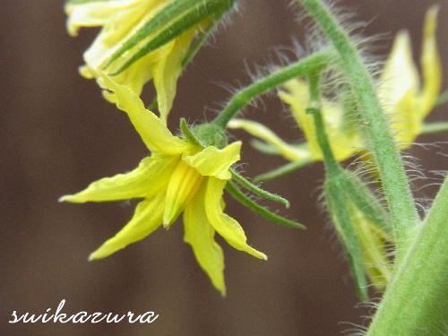 トマト花