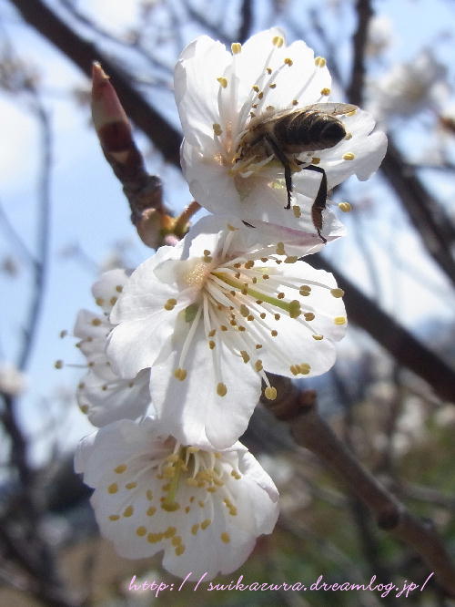 桜と蜂3