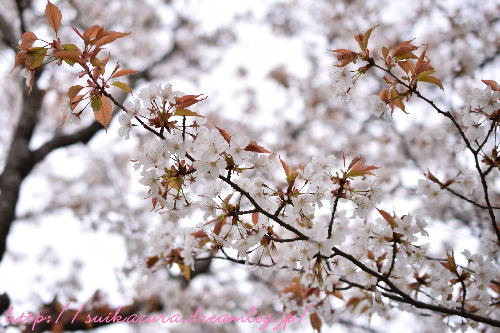 山桜