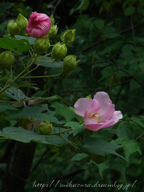 芙蓉
