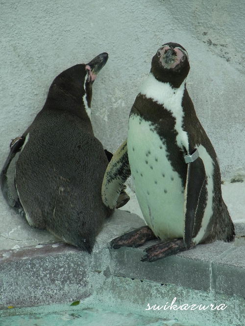 ペンギン
