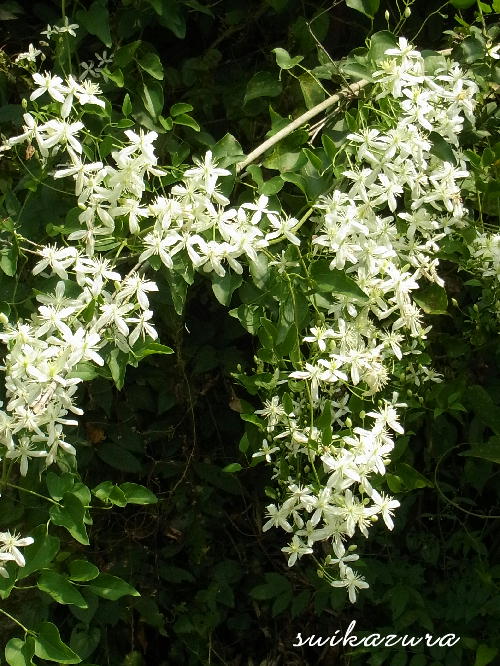 センニンソウ４