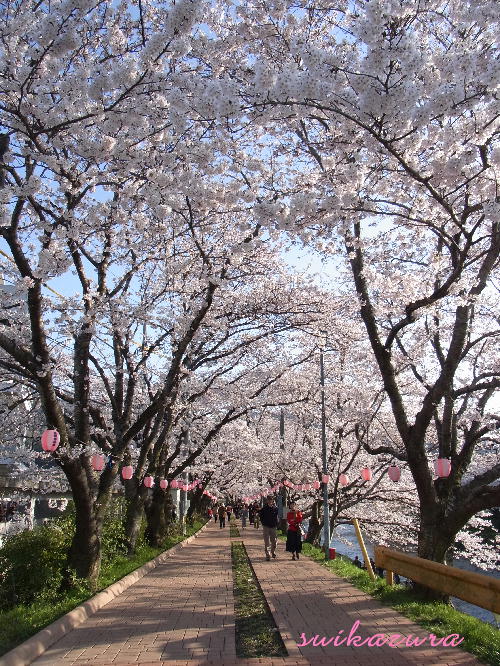 桜祭り2