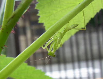 カマキリ２