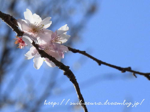 十月桜