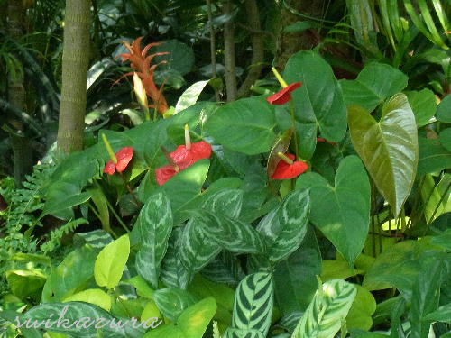 アンスリューム５