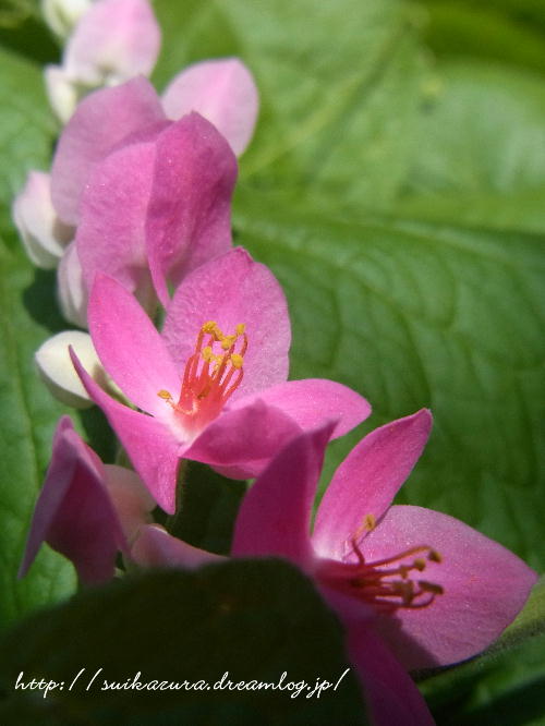 アサヒカズラ４