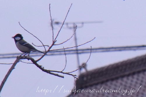 野鳥