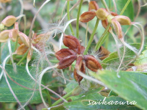 センニンソウ種