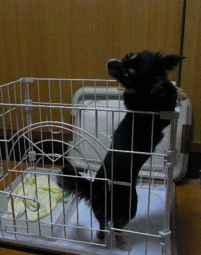 かのこ2