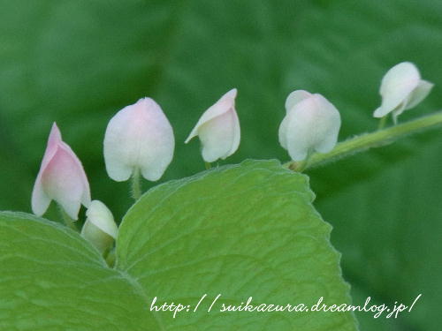 アサヒカズラ２