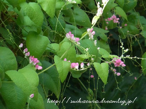 アサヒカズラ６