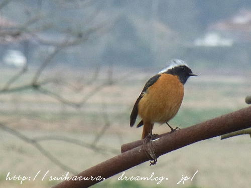 ジョウビタキ２