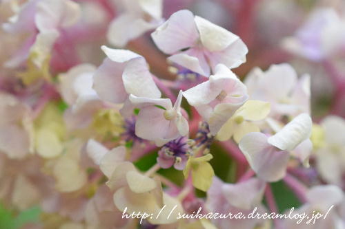 紫陽花2017