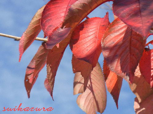 さくら紅葉