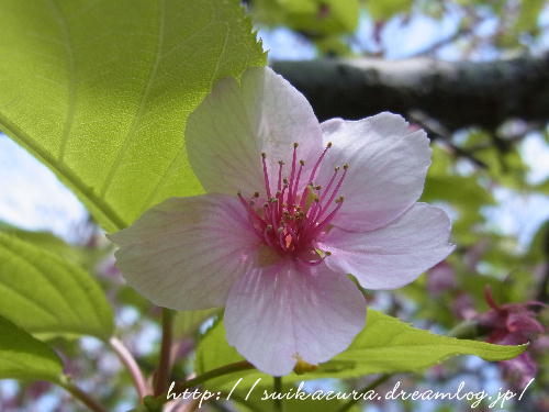 河津桜